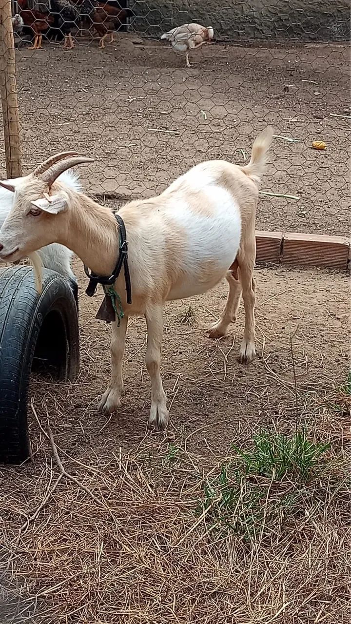 Mini cabras - Foto 4