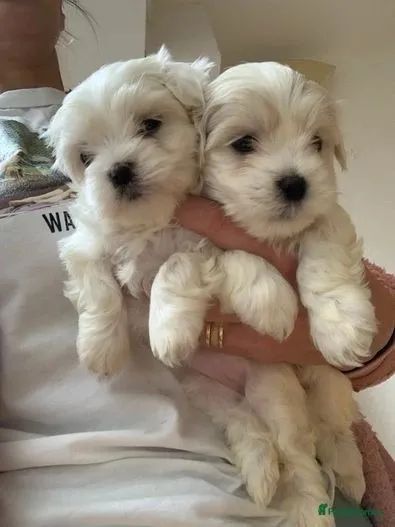 Maltês Com Garantias Em Contrato