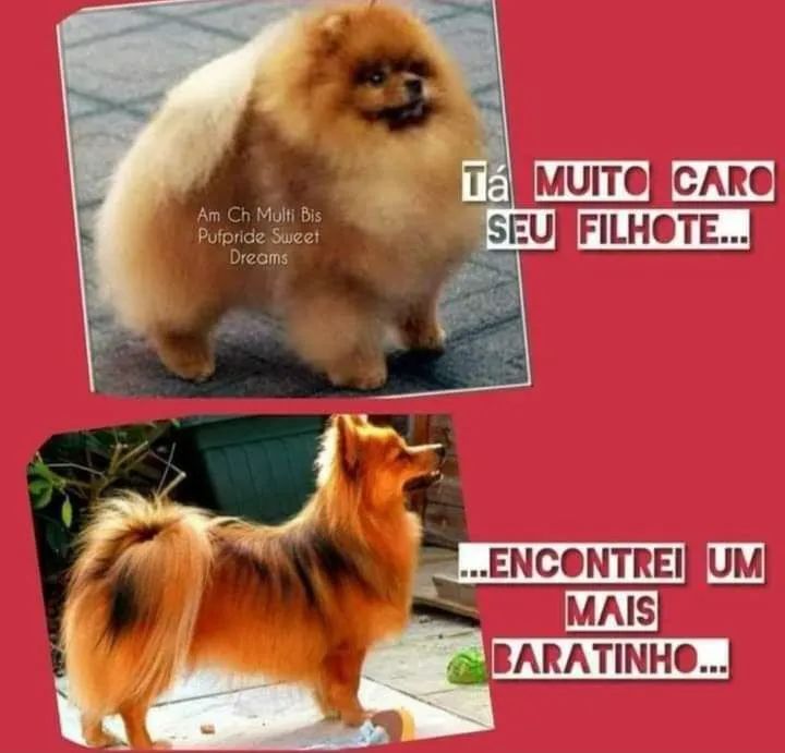 SPITZ ALEMÃO CANIL - Foto 2