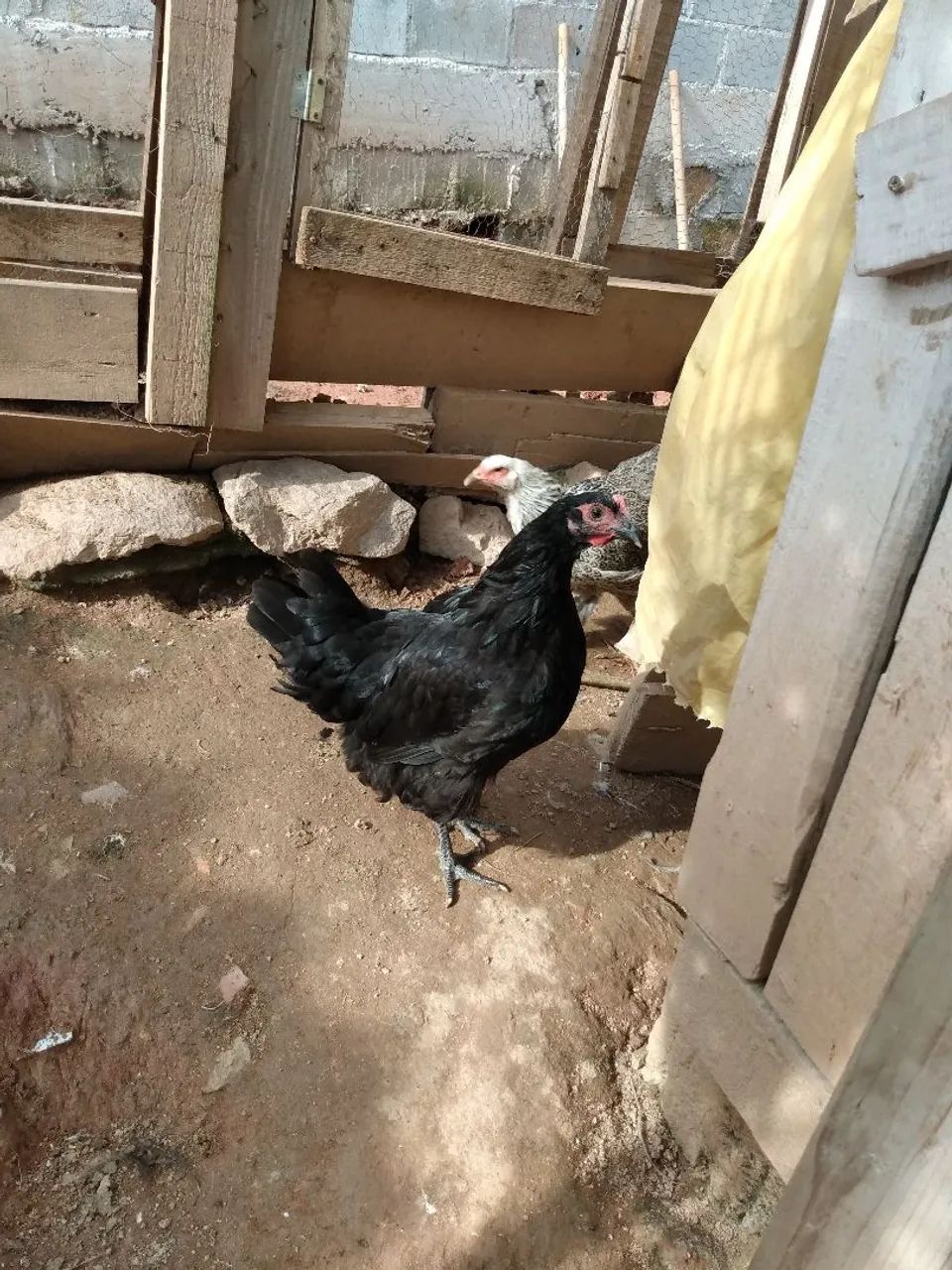 Franga gigante negro de jersey 