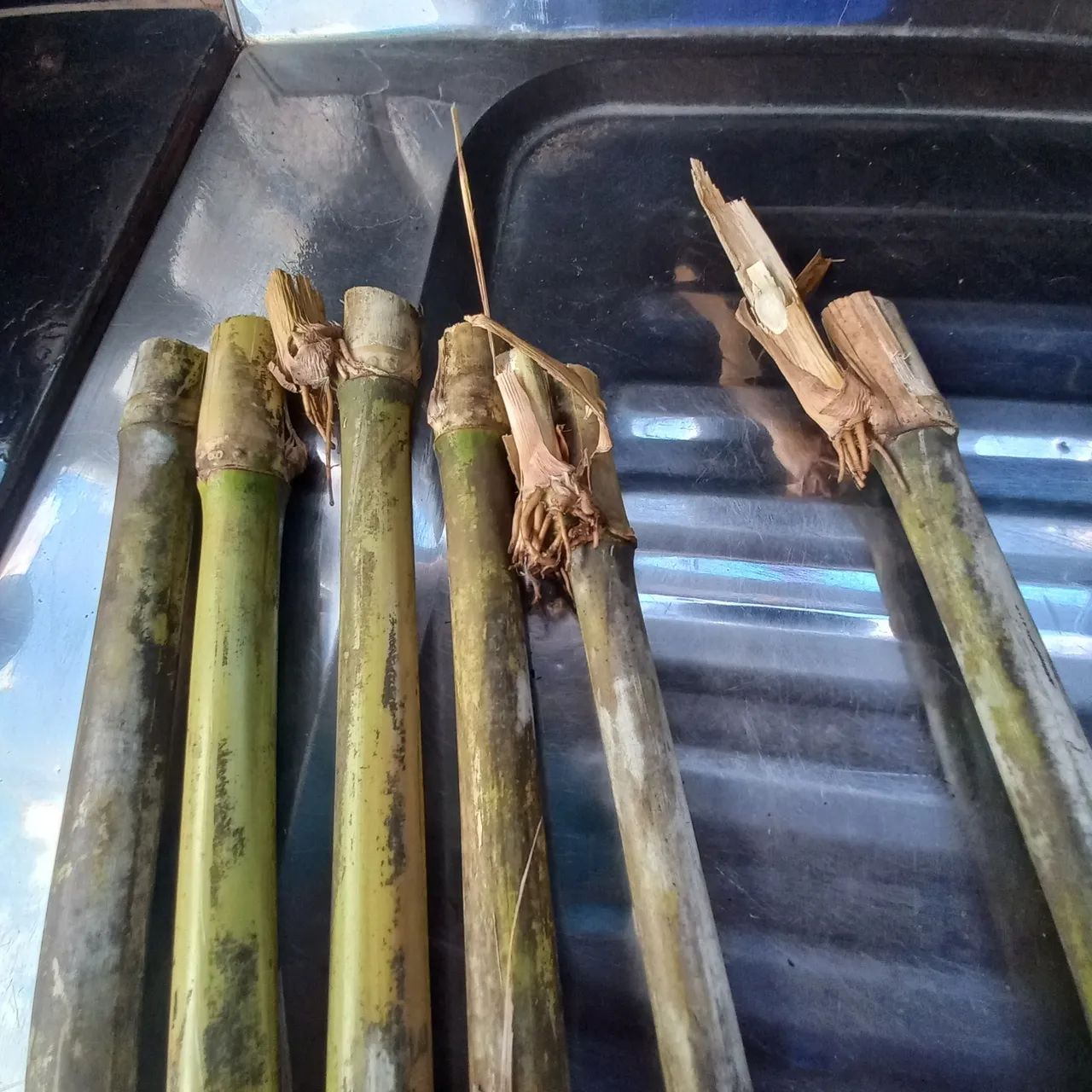 Capim BRS Capiaçu Embrapa - Foto 2