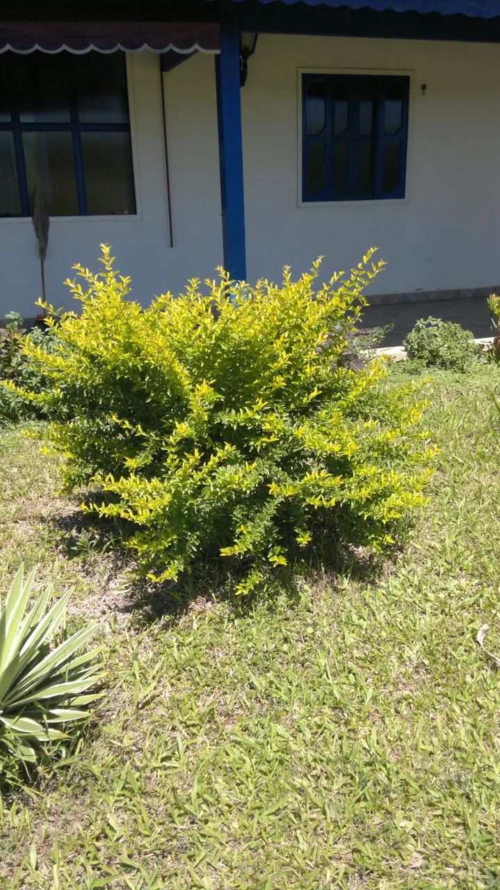 Chácara em Quissama com casa e terreno de 18.213m2. Quissama - RJ - Foto 4