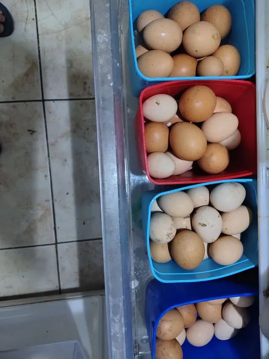 Ovos  - Foto 2