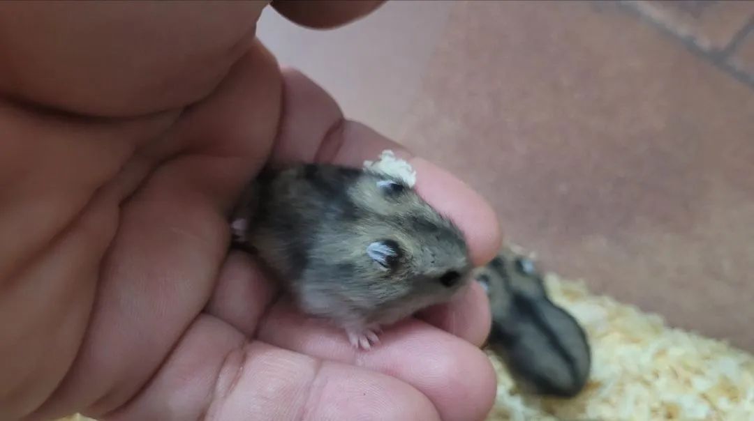 Filhotes de Hamster anão  - Foto 3