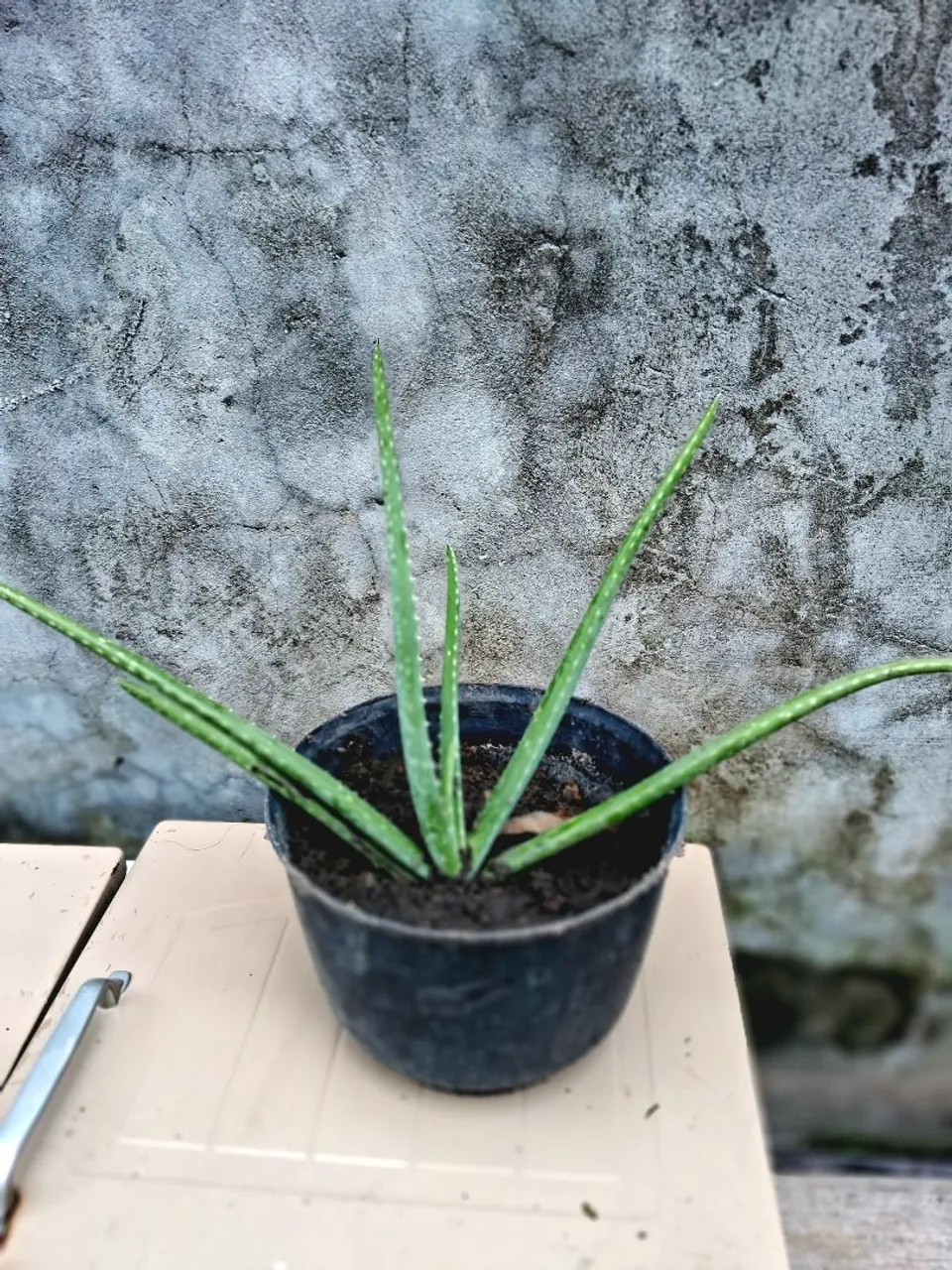 Muda de babosa gigante 