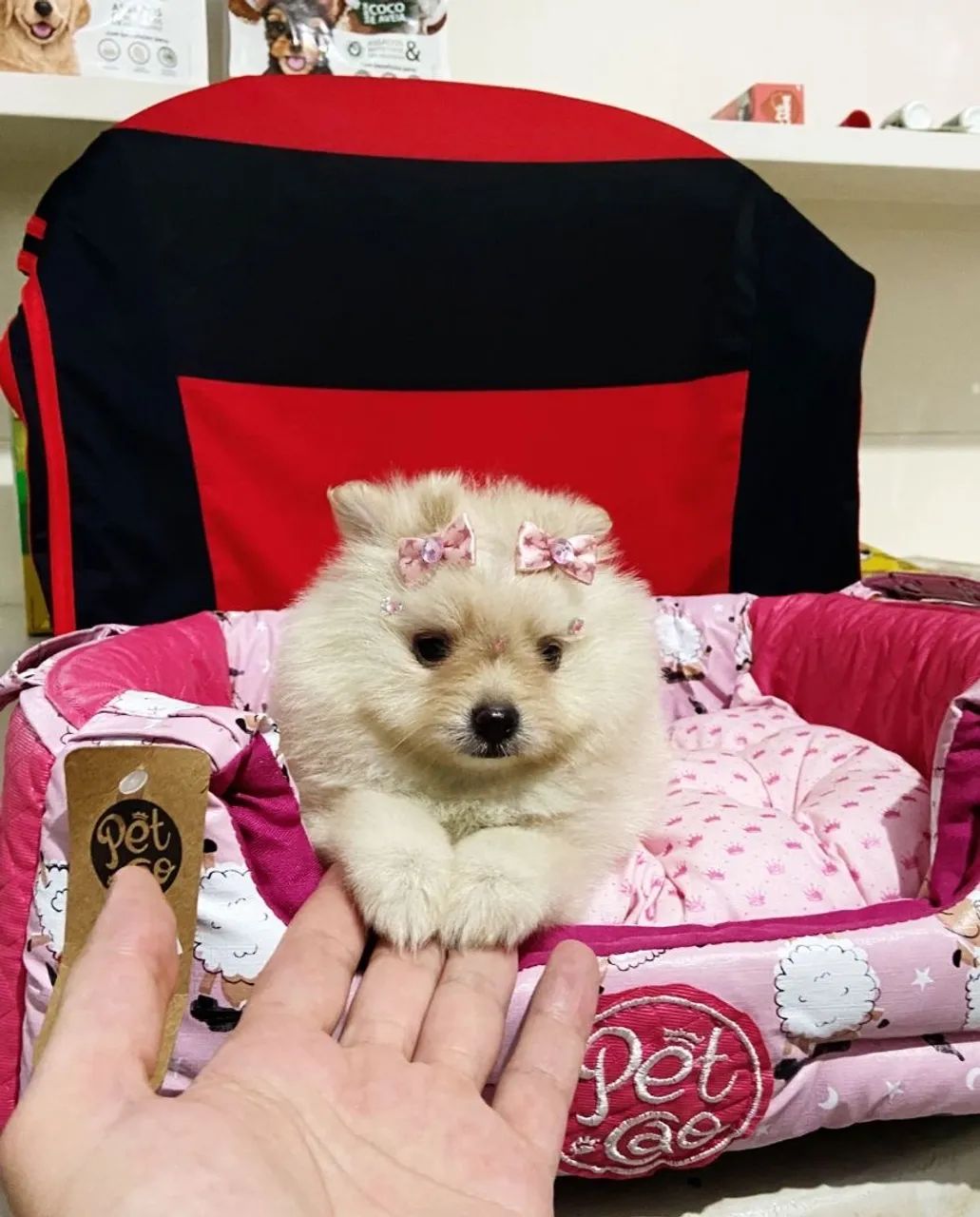 Lulu da Pomerania Anão filhotes com procedência  - Foto 3