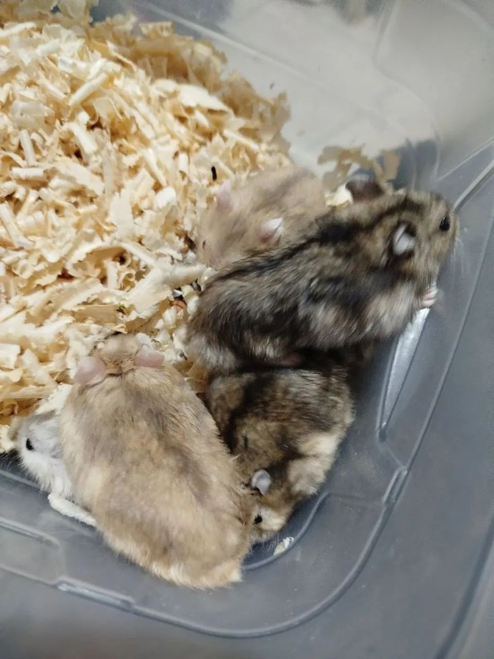 Hamster anão russo  - Foto 5