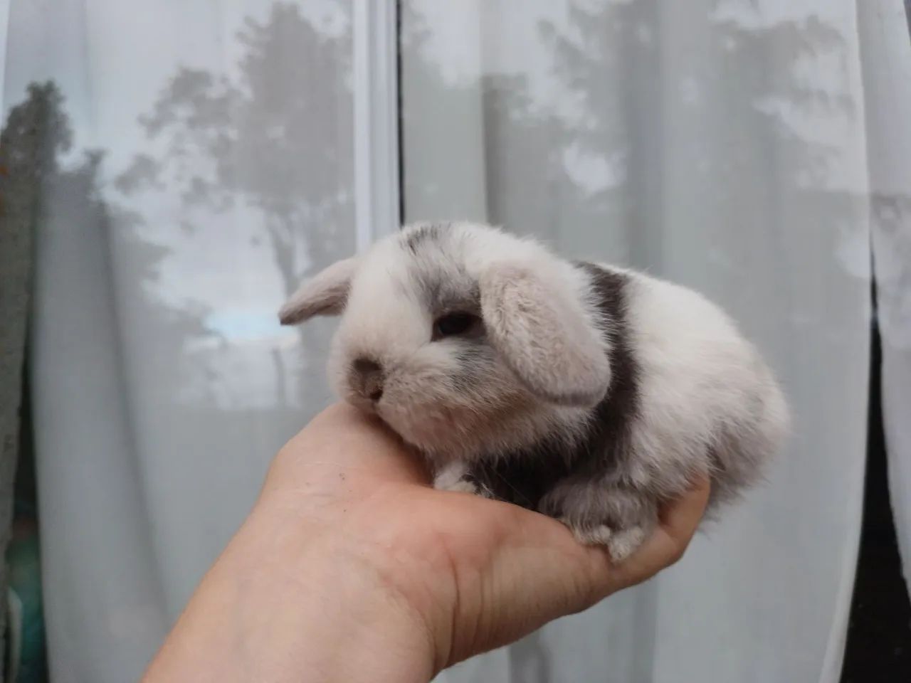 Coelho Mini Lop 