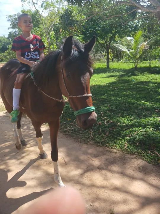 Cavalo para venda