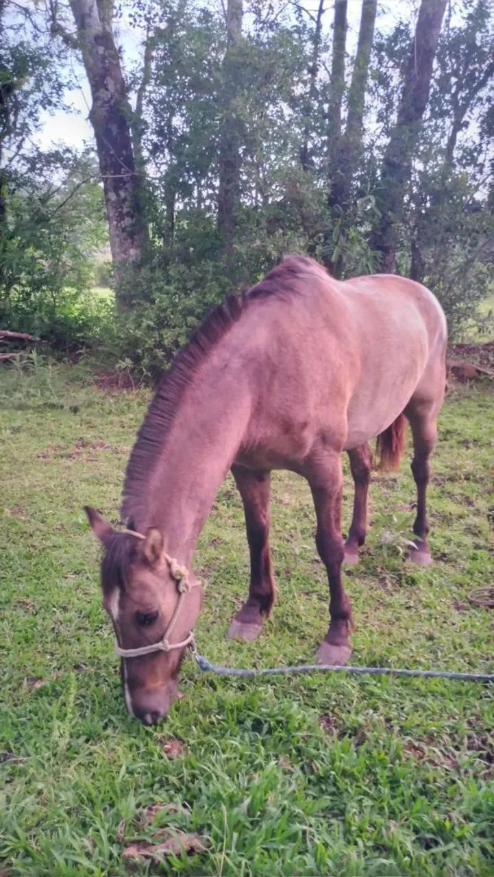 Cavalos crioulos  - Foto 6