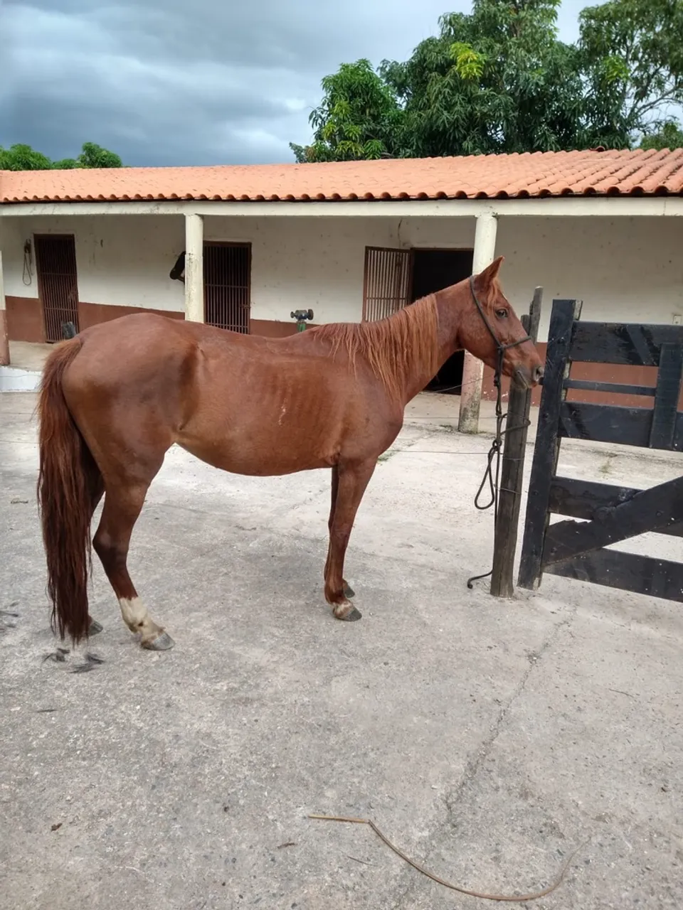 egua comum