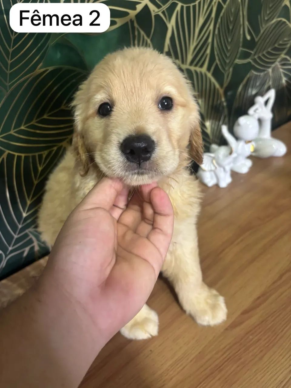 GOLDEN RETRIEVER  - Foto 2