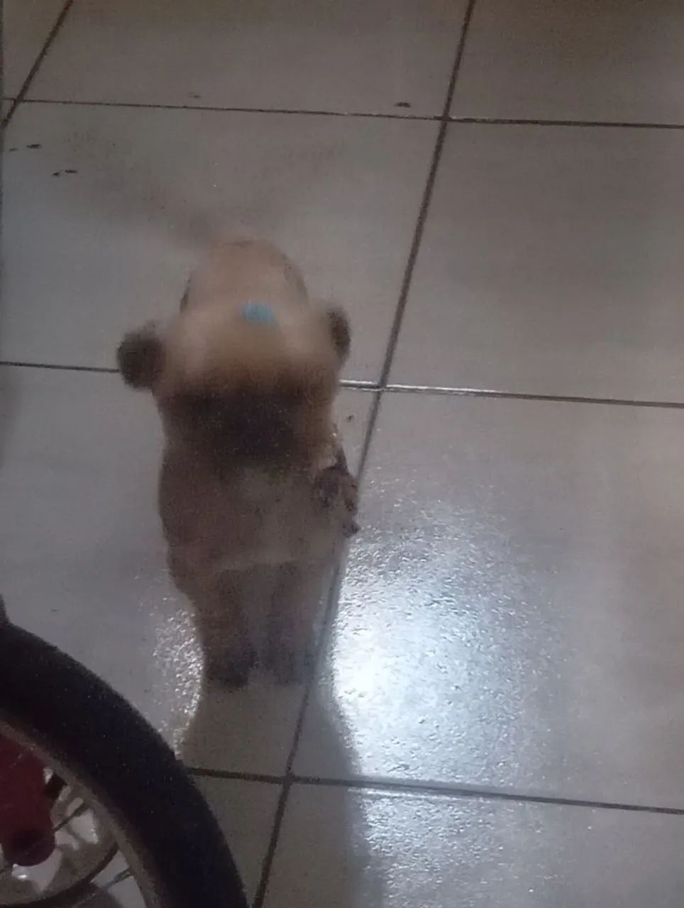 Shitsu macho 9 meses  - Foto 2
