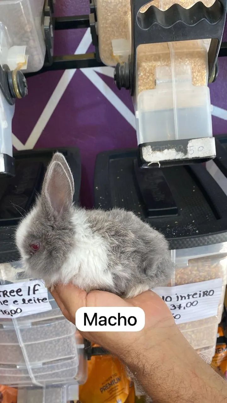 Mini coelho 