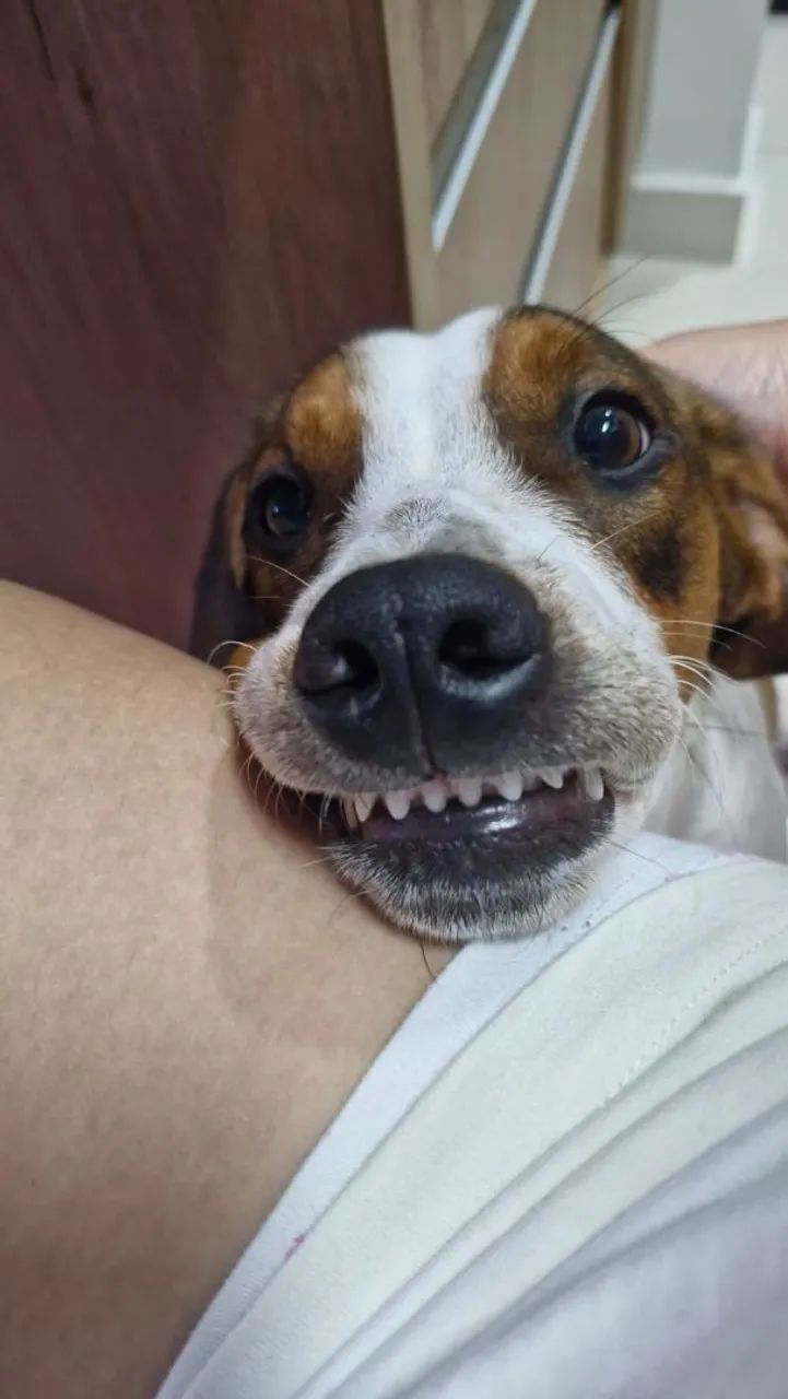 Doação de mestiço foxhound - Foto 2