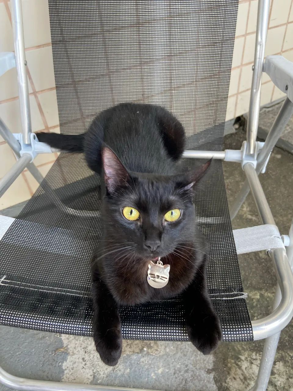 DOAÇÃO RESPONSÁVEL- GATINHA ZARA - Foto 2