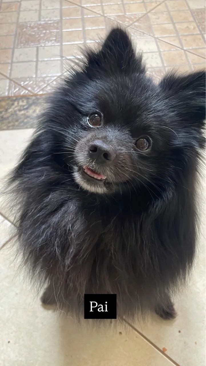 Filhote Spitz Alemão - Foto 4