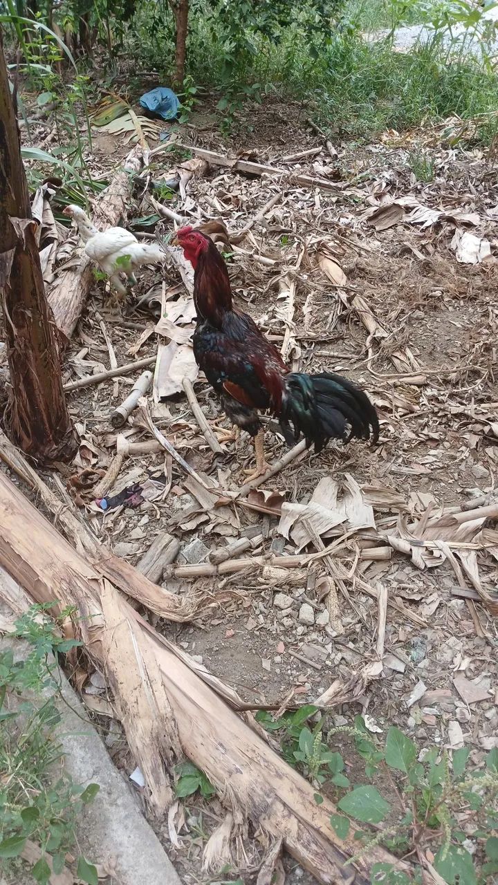 Vendo galo  - Foto 2