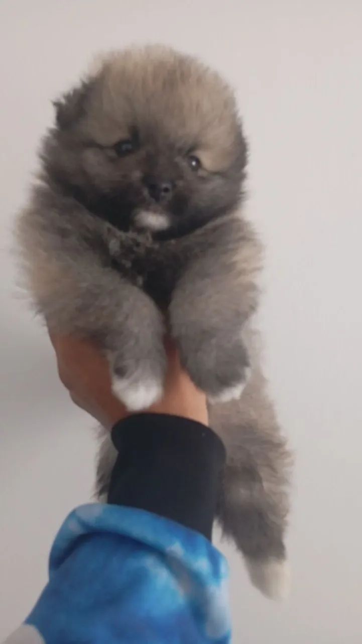 Pet - Foto 2