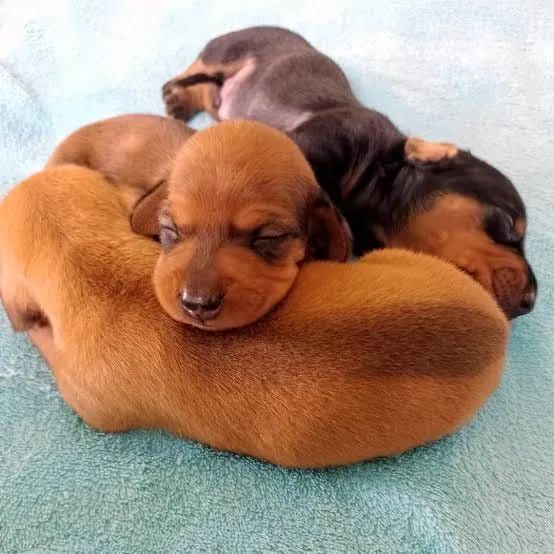 Dachshund 