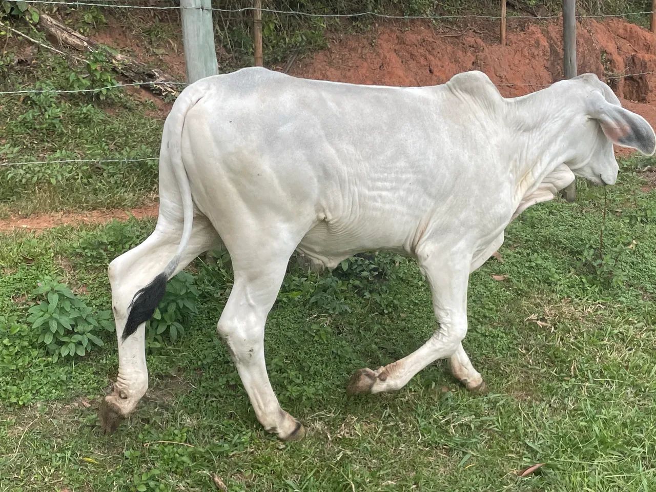Tourinho Tabapuã - Foto 3