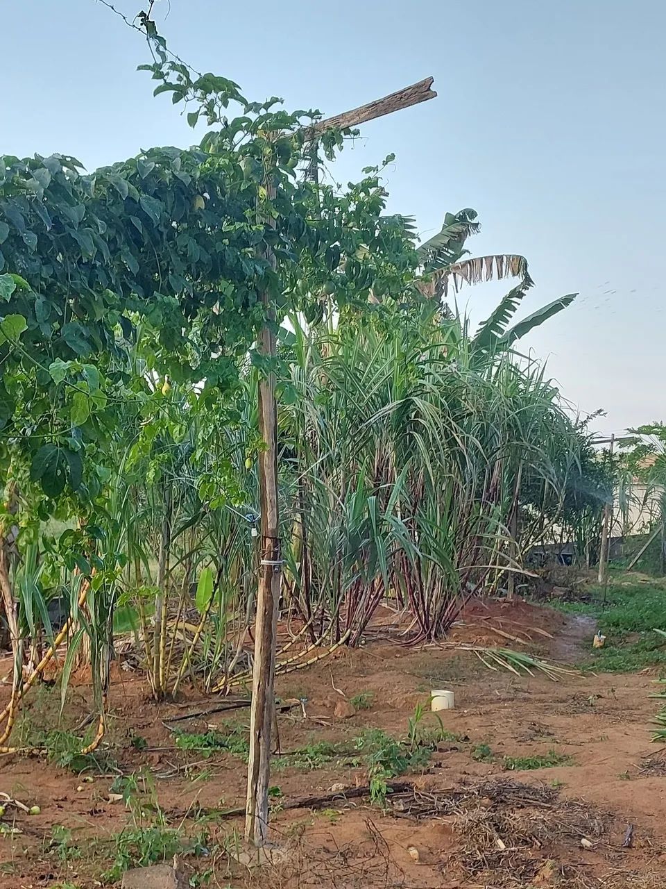 Vende terreno em itapemirim - Foto 4