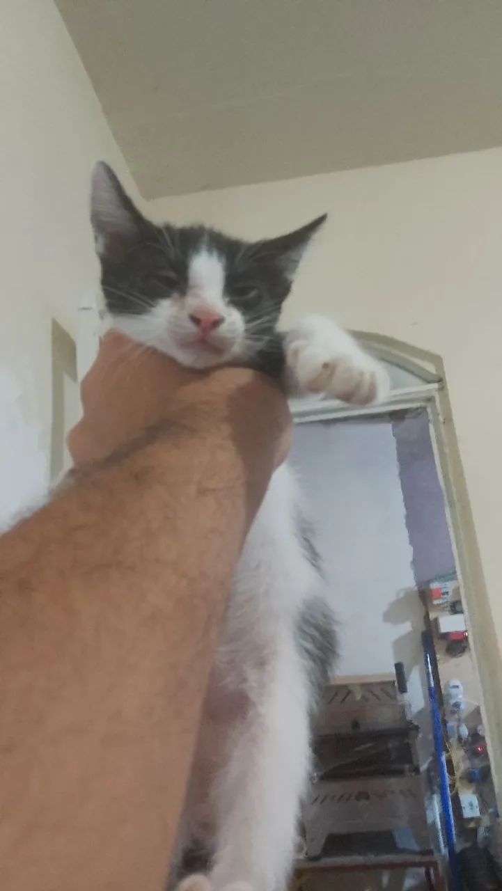 Doação responsável  - Foto 3