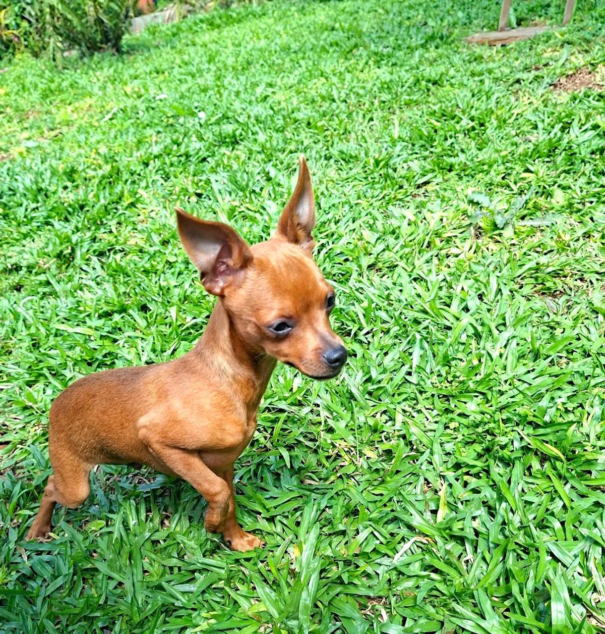 MACHO PINSCHER 7 MESES - Foto 5