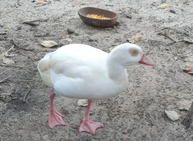 Gansos do Egito - Foto 2