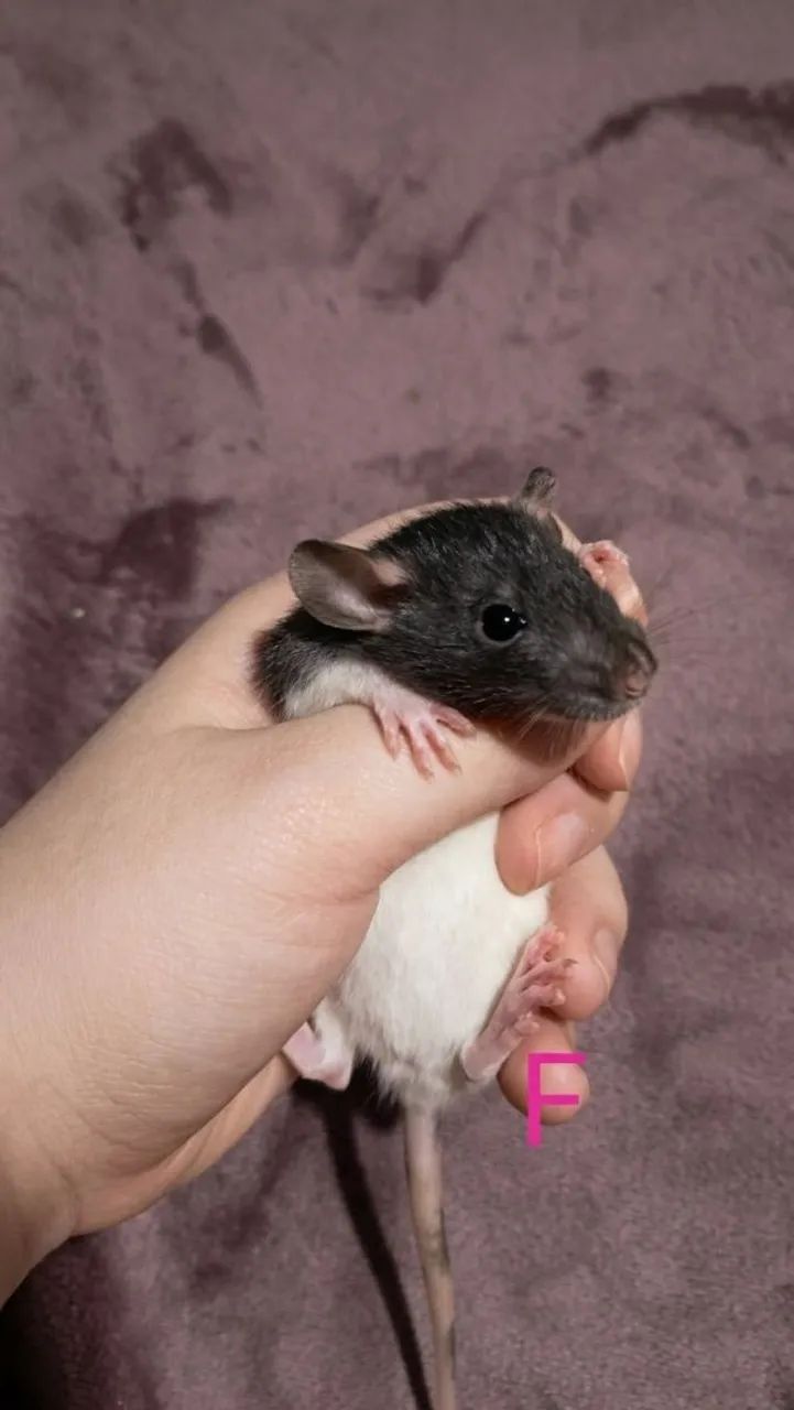 Vendo twisters/roedores/ratos - Foto 6