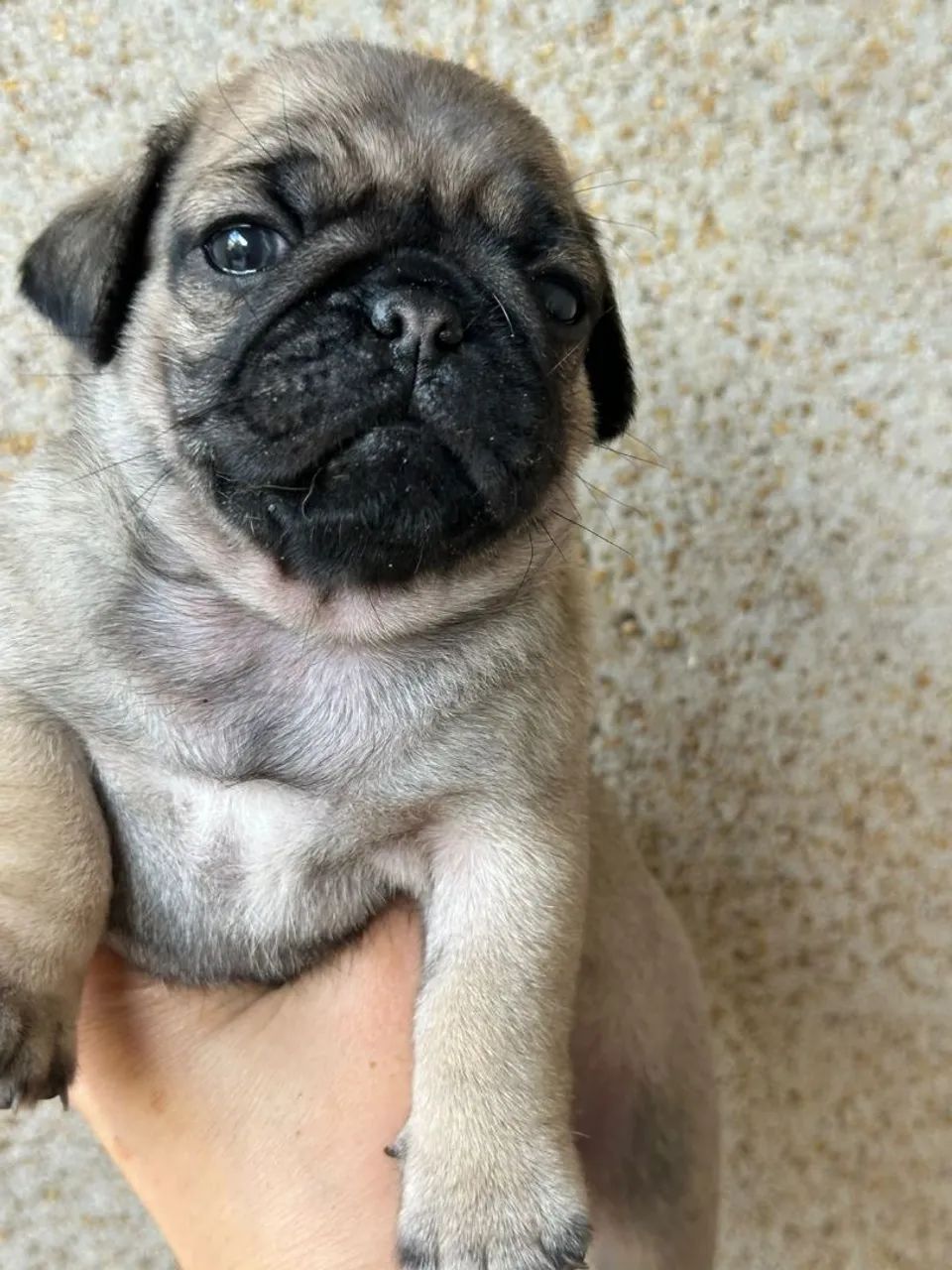 Pug filhote  - Foto 3