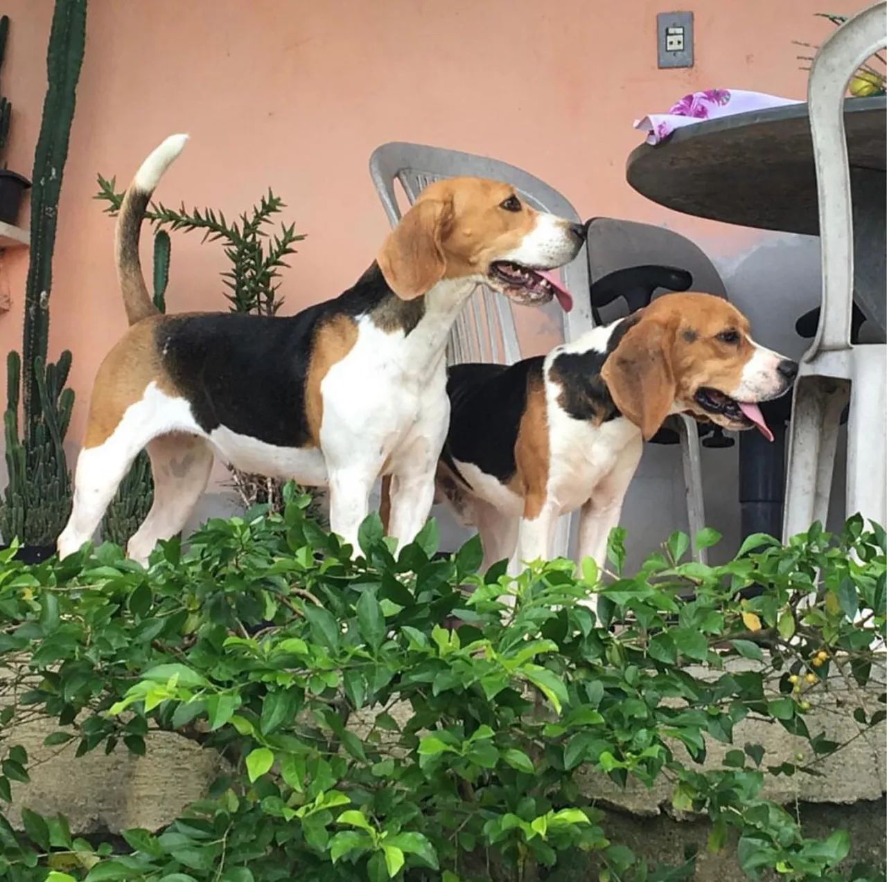  Beagle Fêmea a pronta entrega 13 polegadas  - Foto 3
