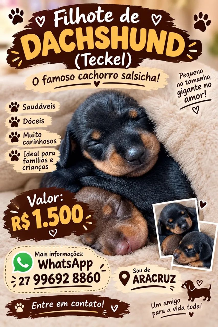 Dachshund 