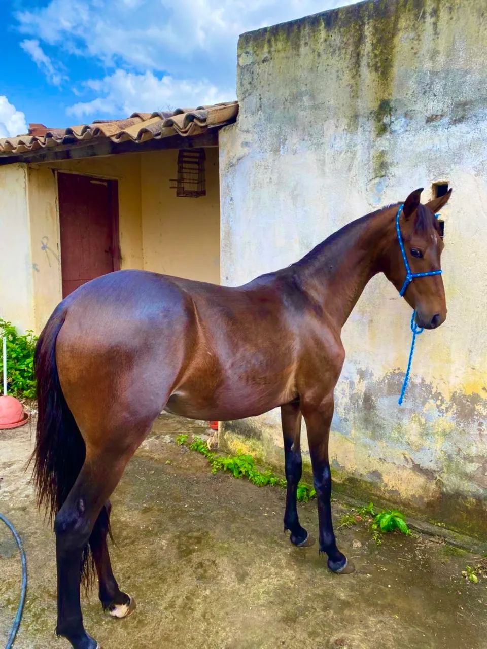 Vendo potro mangalarga marchado registrado marcha picada  - Foto 4