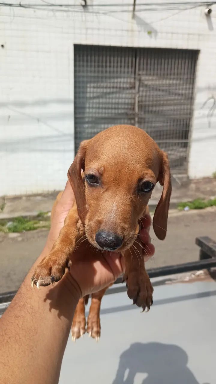 Vende-se Dachshund  - Foto 2
