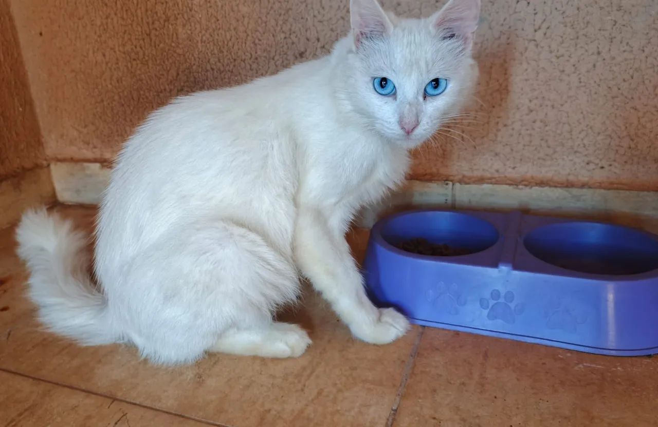 Doação de duas gatinhas. Por questão de mudança não é permitido gatos são bem dóceis e car - Foto 4