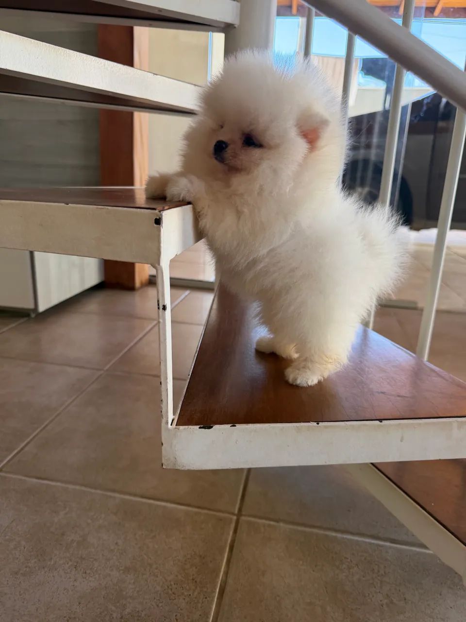 Spitz alemão  - Foto 3