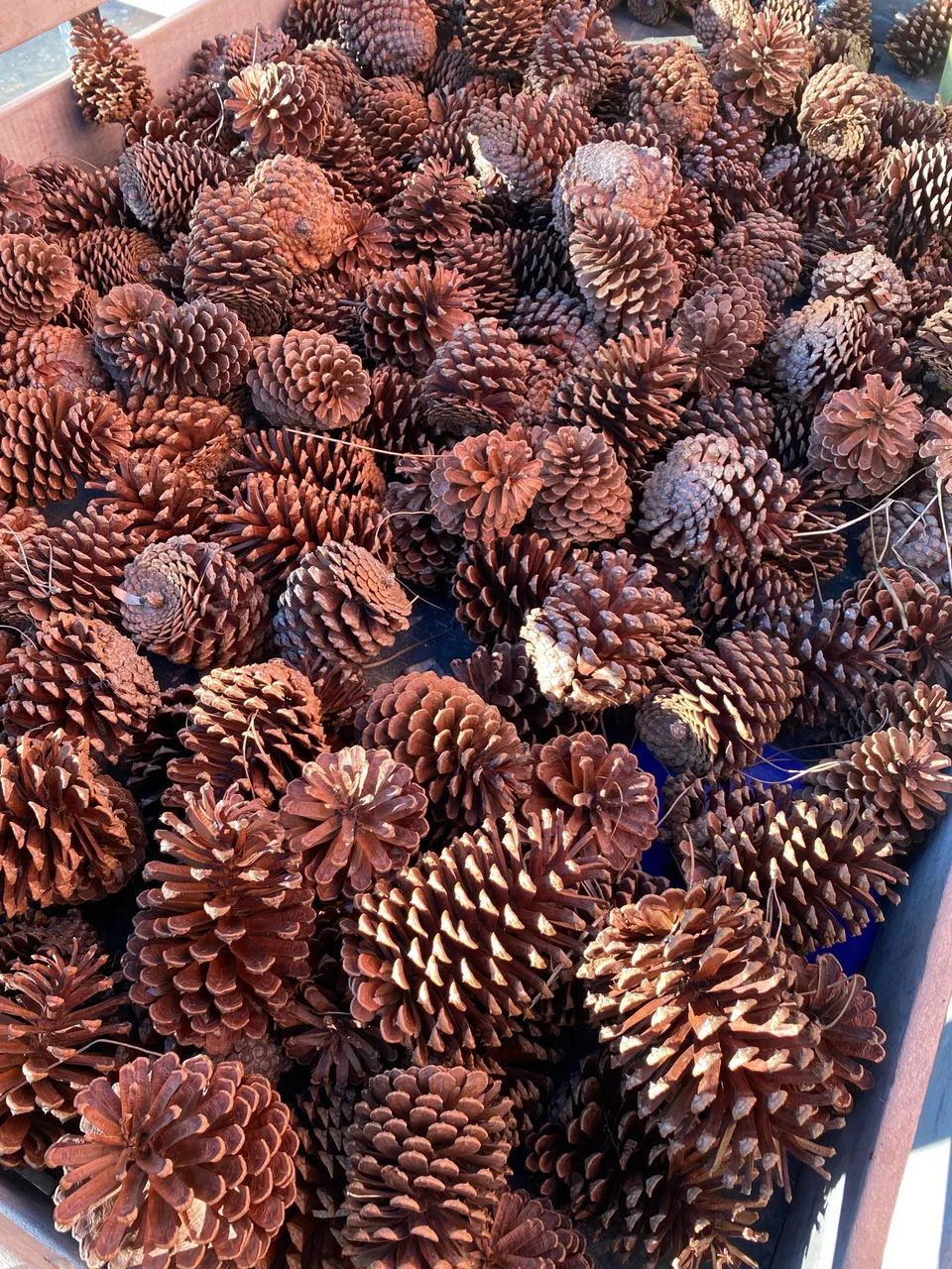 Pinhas natural  - Foto 3