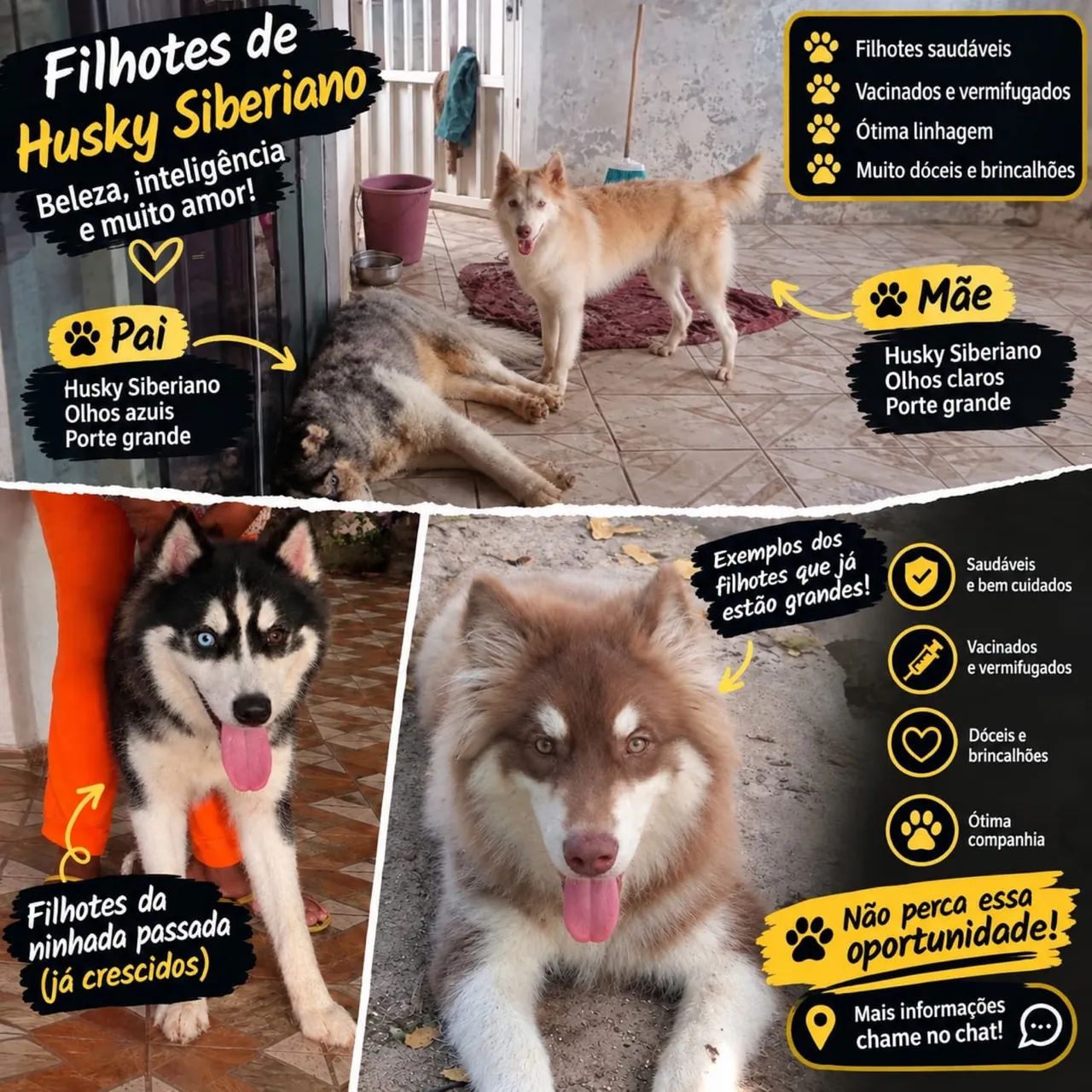 filhotes de husky - Foto 5