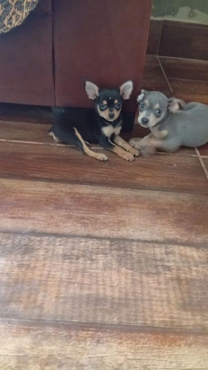 Pinschers pra venda  - Foto 4
