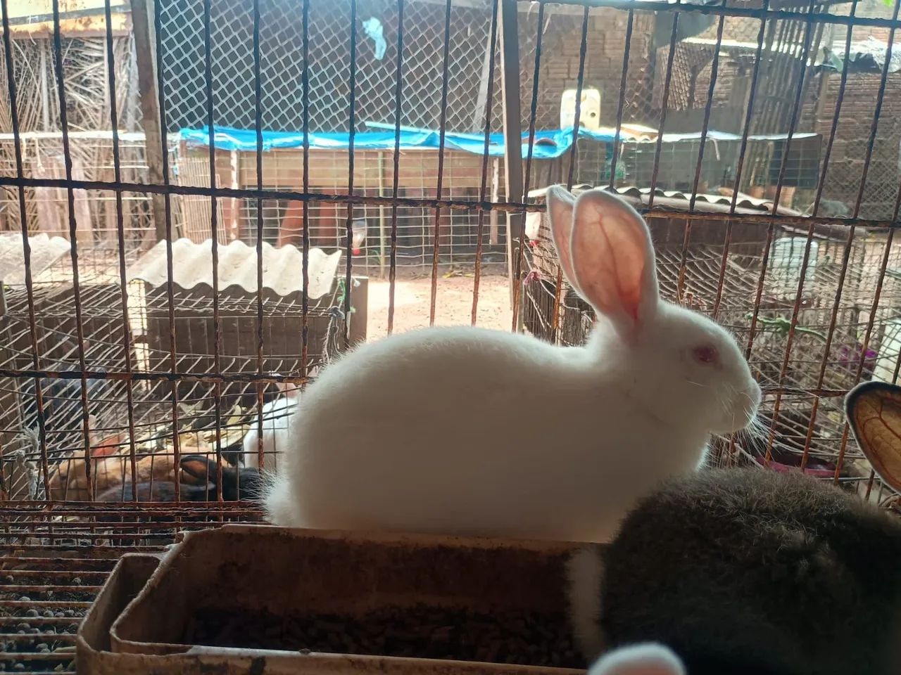 Coelhos - Foto 3