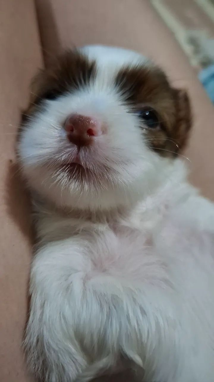 Cachorrinha