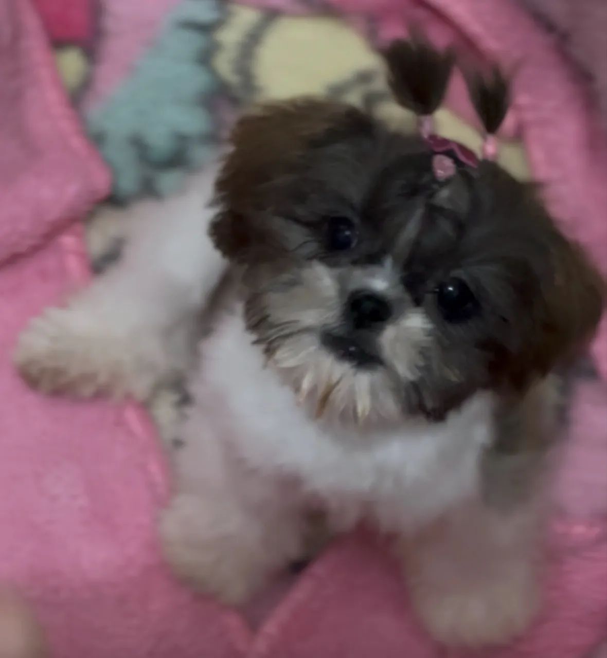 Shihtzu mini