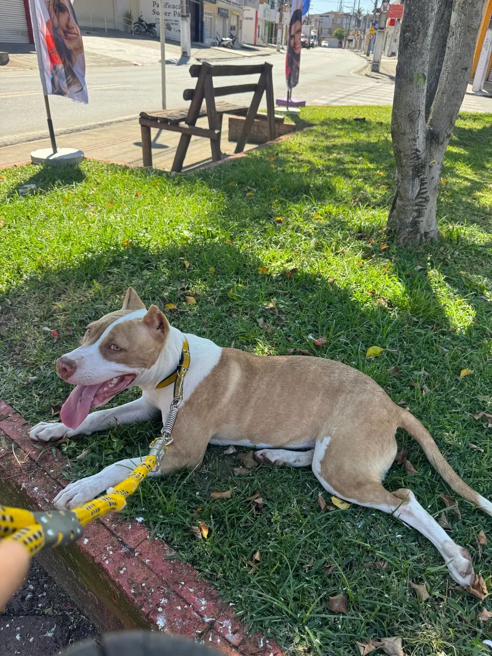 Pit monster fêmea com 6 meses