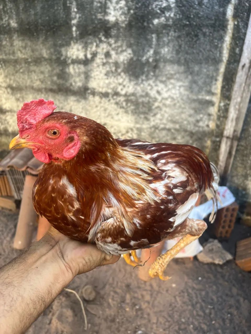 Frango caipira  - Foto 2