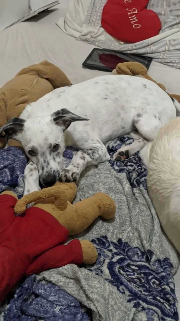 Cachorro dócil