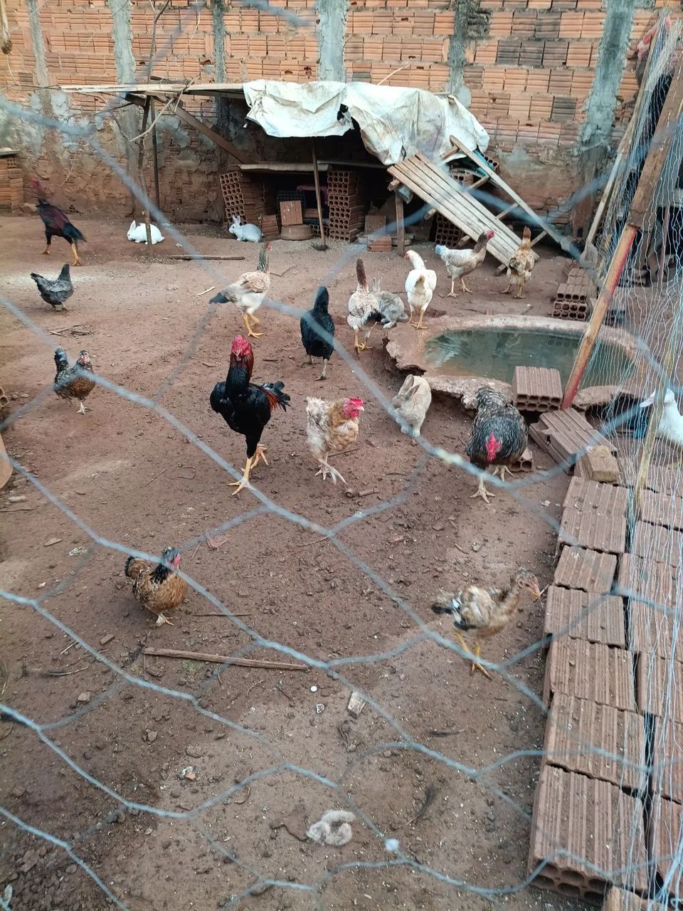 Vende- se frangos e galinhas - Foto 6