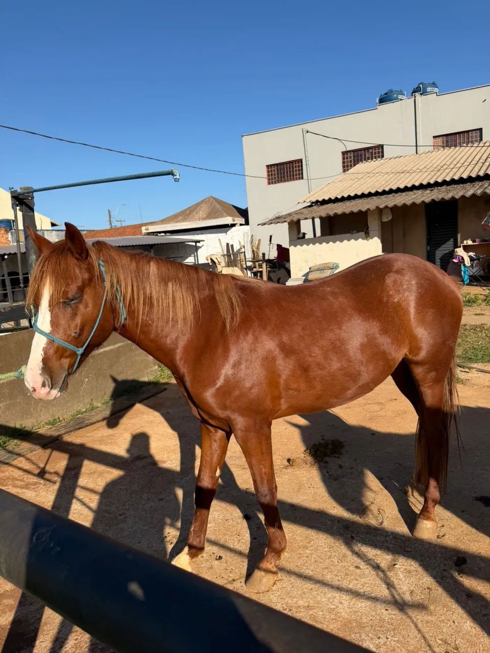 Cavalo  - Foto 2
