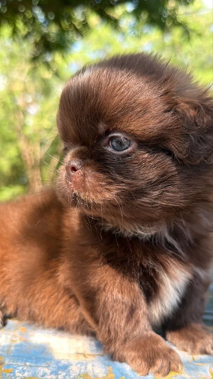 Shihtzu chocolate  - Foto 3