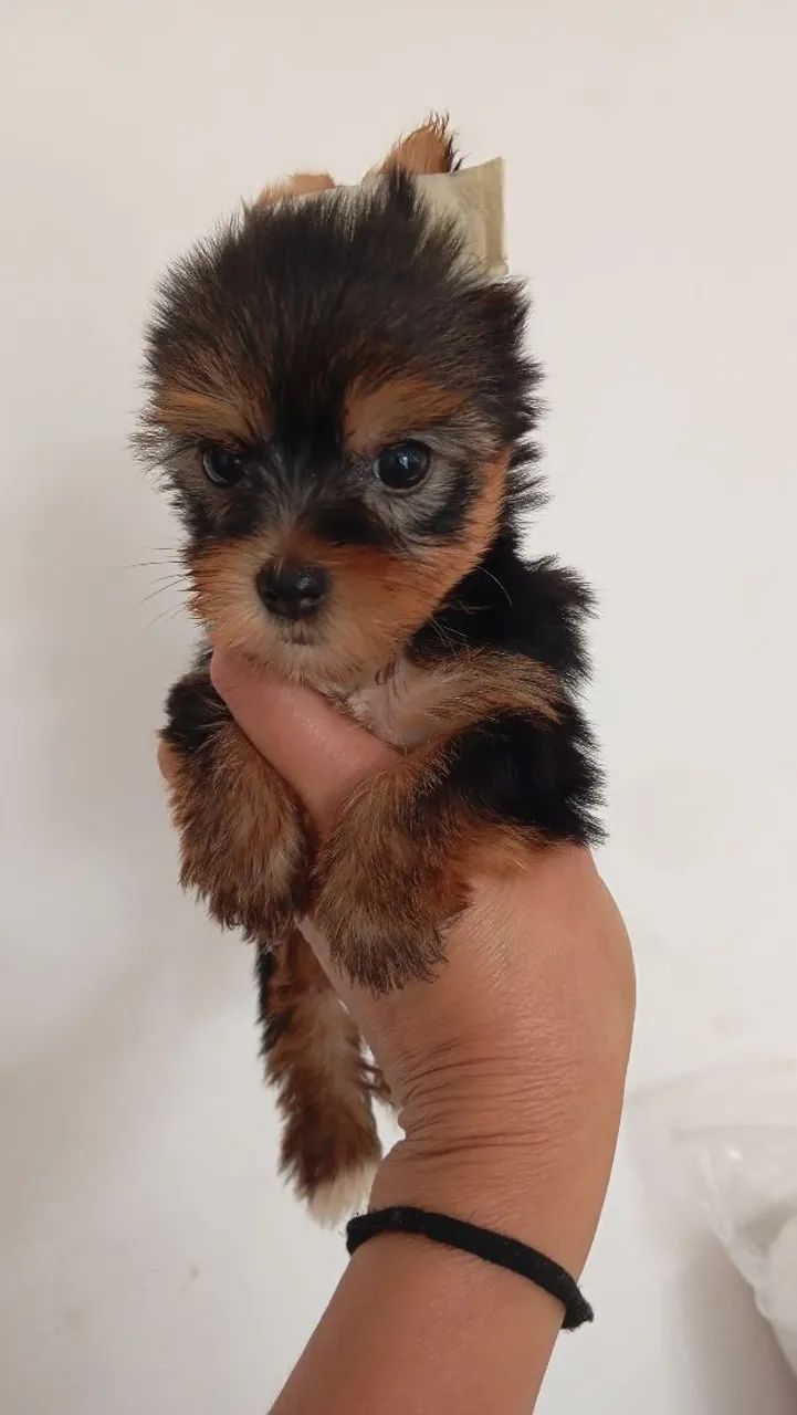 Lindas fêmeas yorkshire mini  - Foto 4